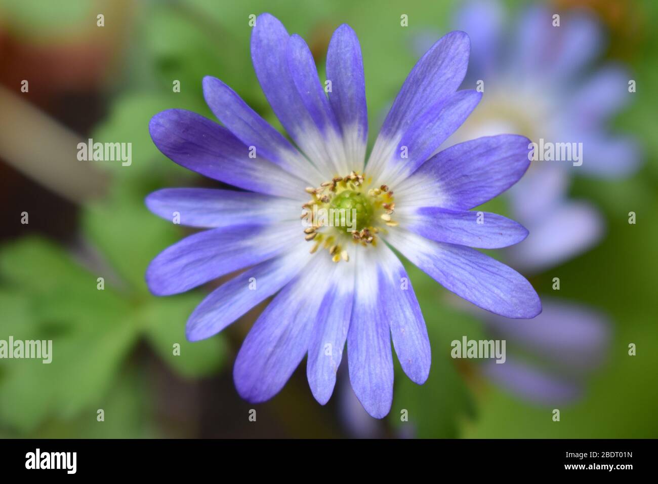 Anemone blanda porta grandi margherite come fiori in una vasta gamma di colori perfetti per naturalizzare sotto alberi e arbusti dove le sue fioriture attraggono api Foto Stock