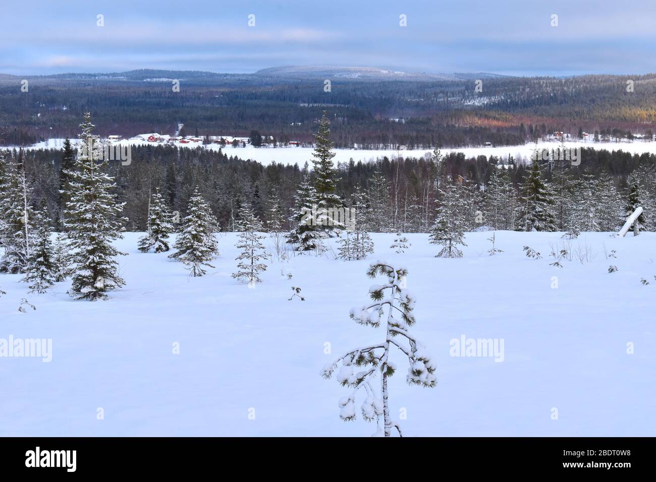 Sopra il cerchio artico vivi una giornata invernale gelida in motoslitta in boschi innevati la Finlandia è uno dei luoghi più densamente boschivi della Terra Foto Stock