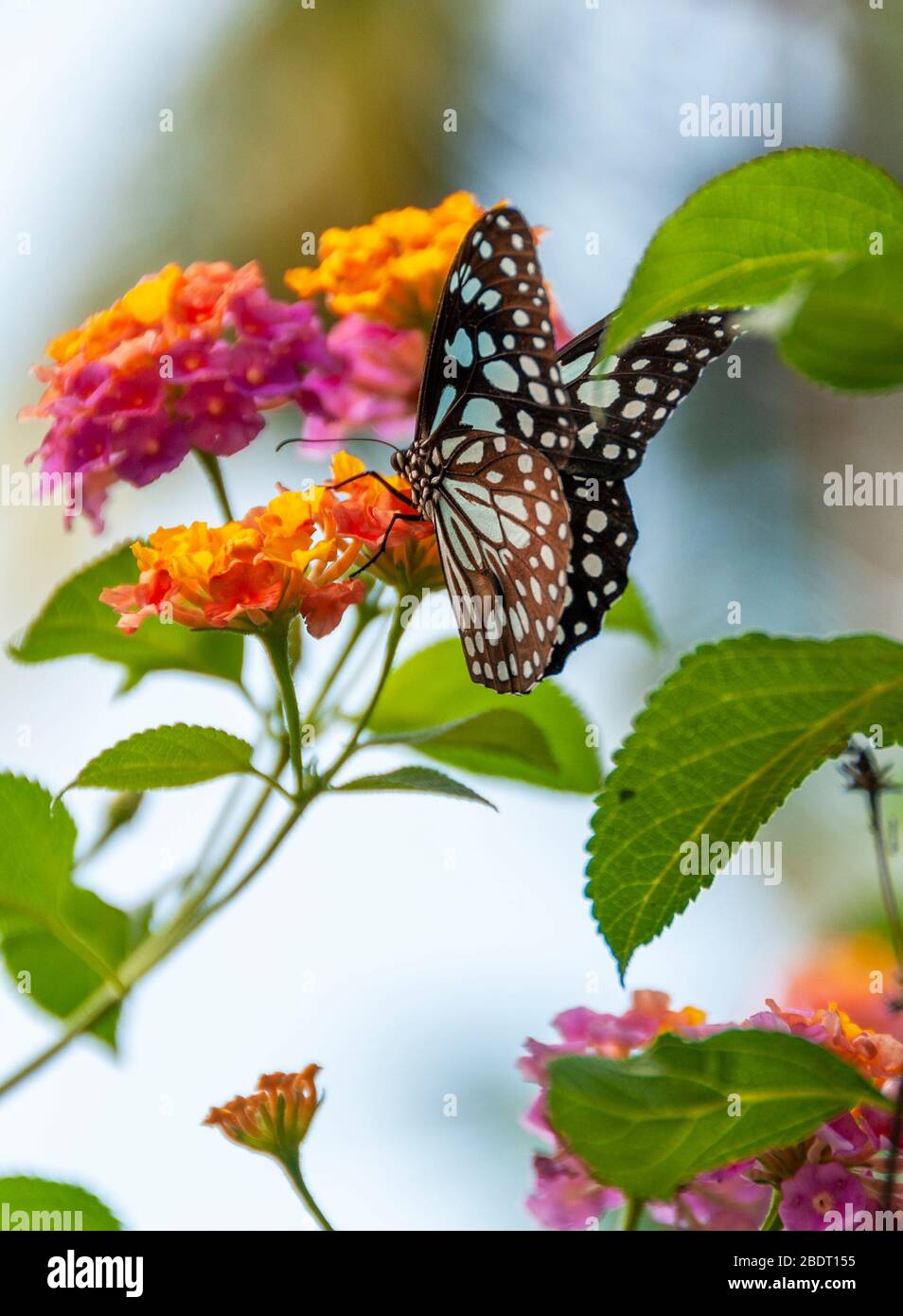 Farfalla Jay comune (Graphium doson) nettare bevente da un fiore Lantana in Kerala, India Foto Stock