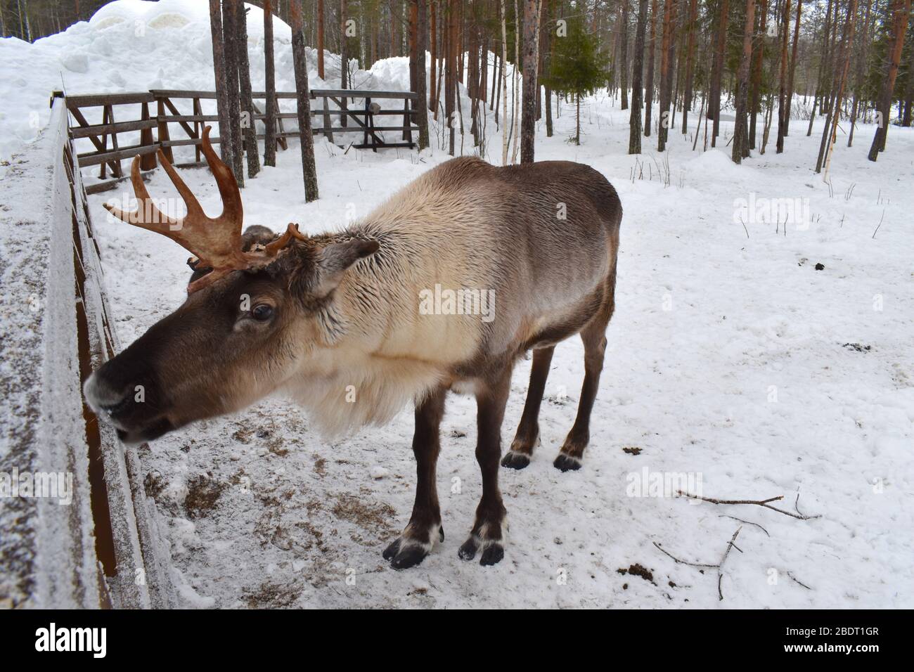 Sia le renne maschili che femminili coltivano le antlers come animale erbivoro Mangia erba muschio felino spara funghi foglie Sami persone In Lapponia mandria e conservarli Foto Stock