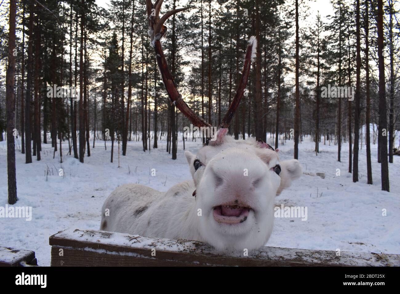 Un estremo primo piano di una renna bianca faccia con Sorriso divertente che mostra i denti e gli occhi grandi pazzi è Amato dalla gente locale di Sami e adorato dai visitatori Foto Stock