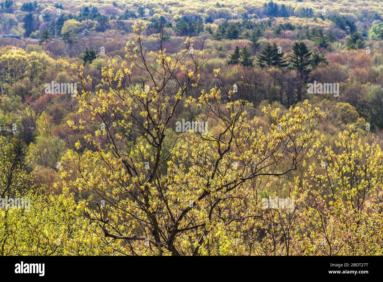 Blackstone River Valley, Uxbridge, vista da Lookout Rock, Uxbridge, ma, Blackstone Valley Park Foto Stock