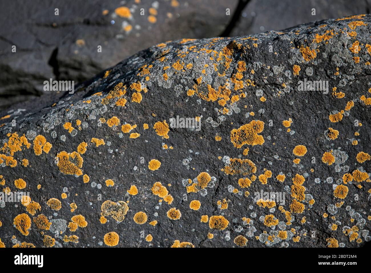 Licheni gialli sulle rocce sul litorale a Granton sul Firth of Forth, Edimburgo, Scozia, Regno Unito. Foto Stock