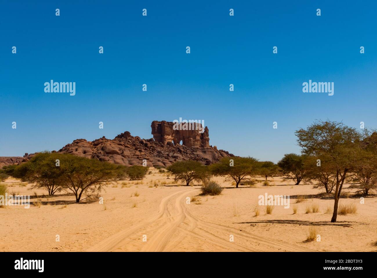 Formazione naturale di roccia e vegetazione desertica - erba secca e alberi bassi, deserto del Sahara, Ciad, Africa Foto Stock