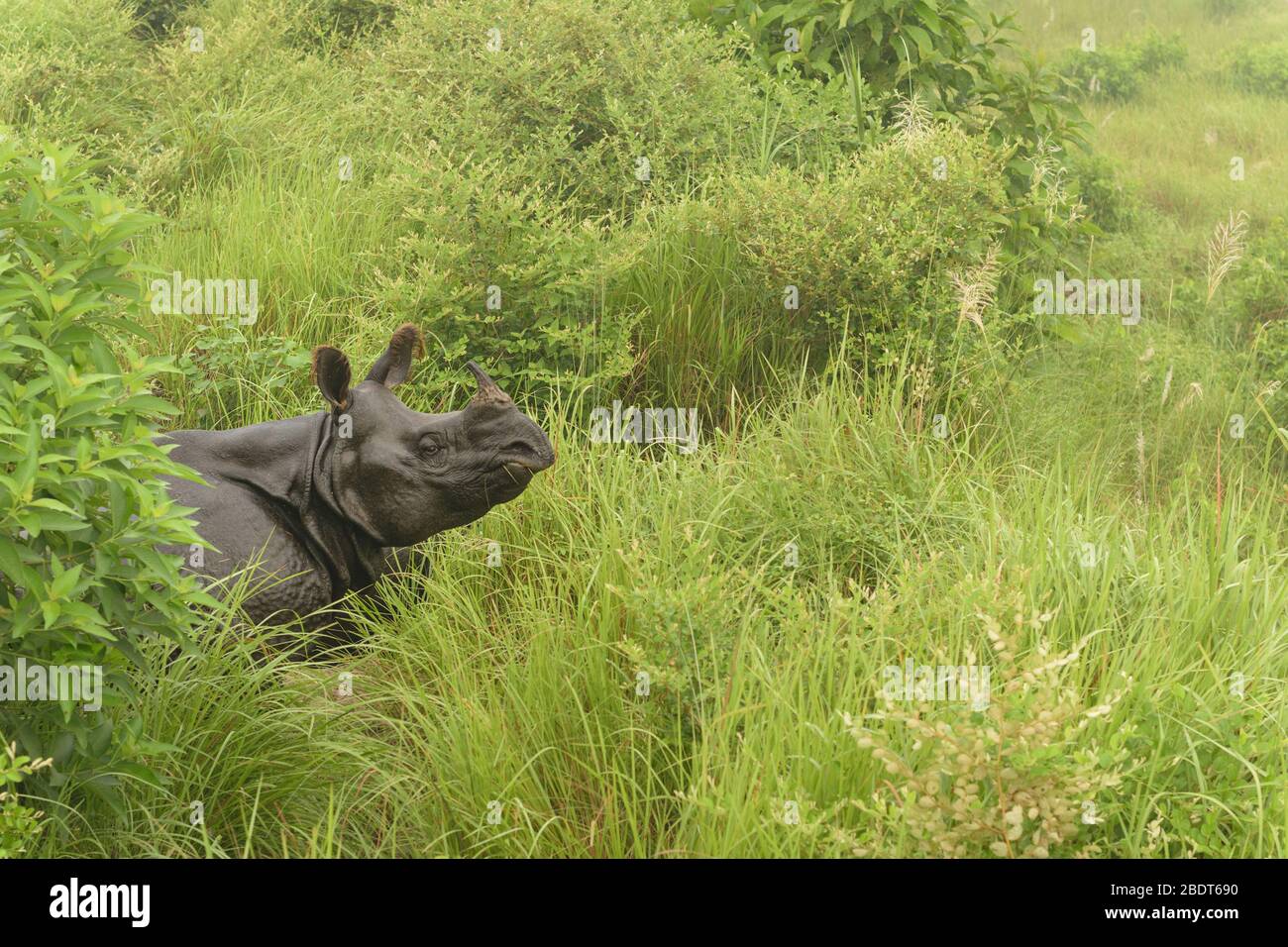 Due rinoceronti a un'orna, una madre e il suo cucciolo, interrompono il loro pascolo mentre si avvicina un safari a cavallo con elefante. Questa specie in pericolo di estinzione in ende Foto Stock