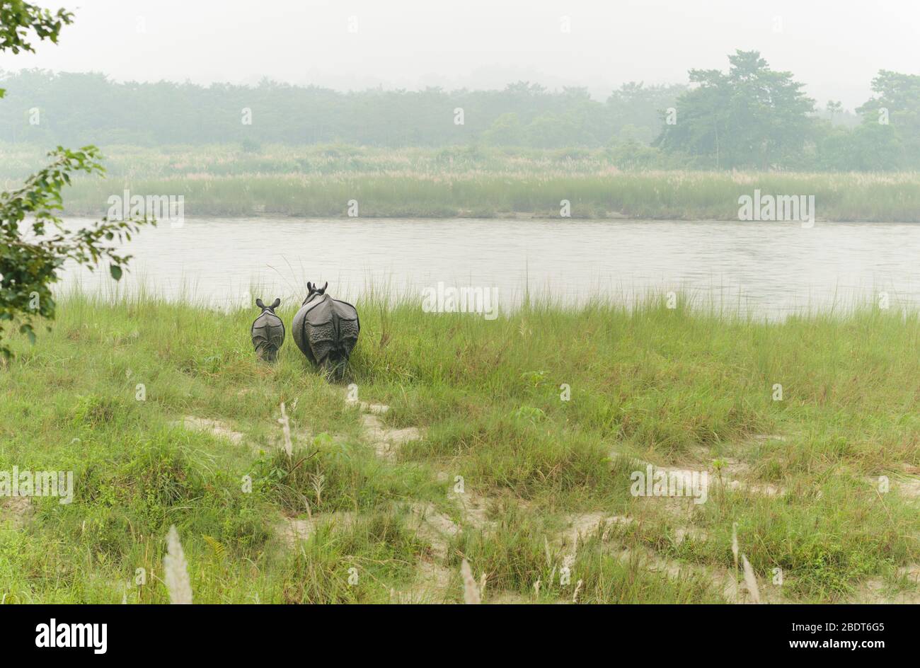 Due rinoceronti a un'orna, una madre e il suo cucciolo, interrompono il loro pascolo mentre si avvicina un safari a cavallo con elefante. Questa specie in pericolo di estinzione in ende Foto Stock