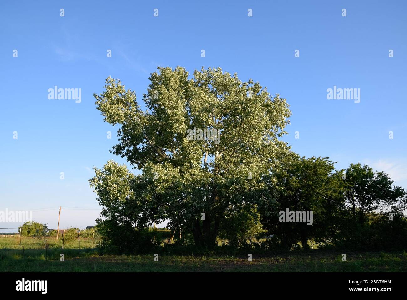 Pioppo d'argento a maggio, foglie verdi di pioppo d'argento, albero sul Kuban. Foto Stock