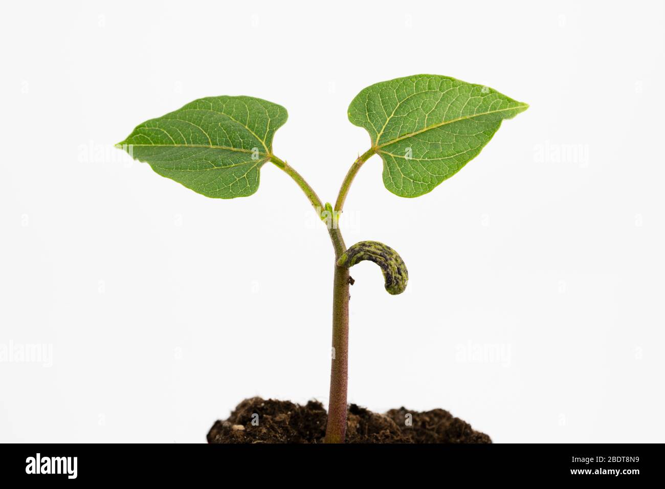 seme germinato di pianta di fagiolo Foto Stock