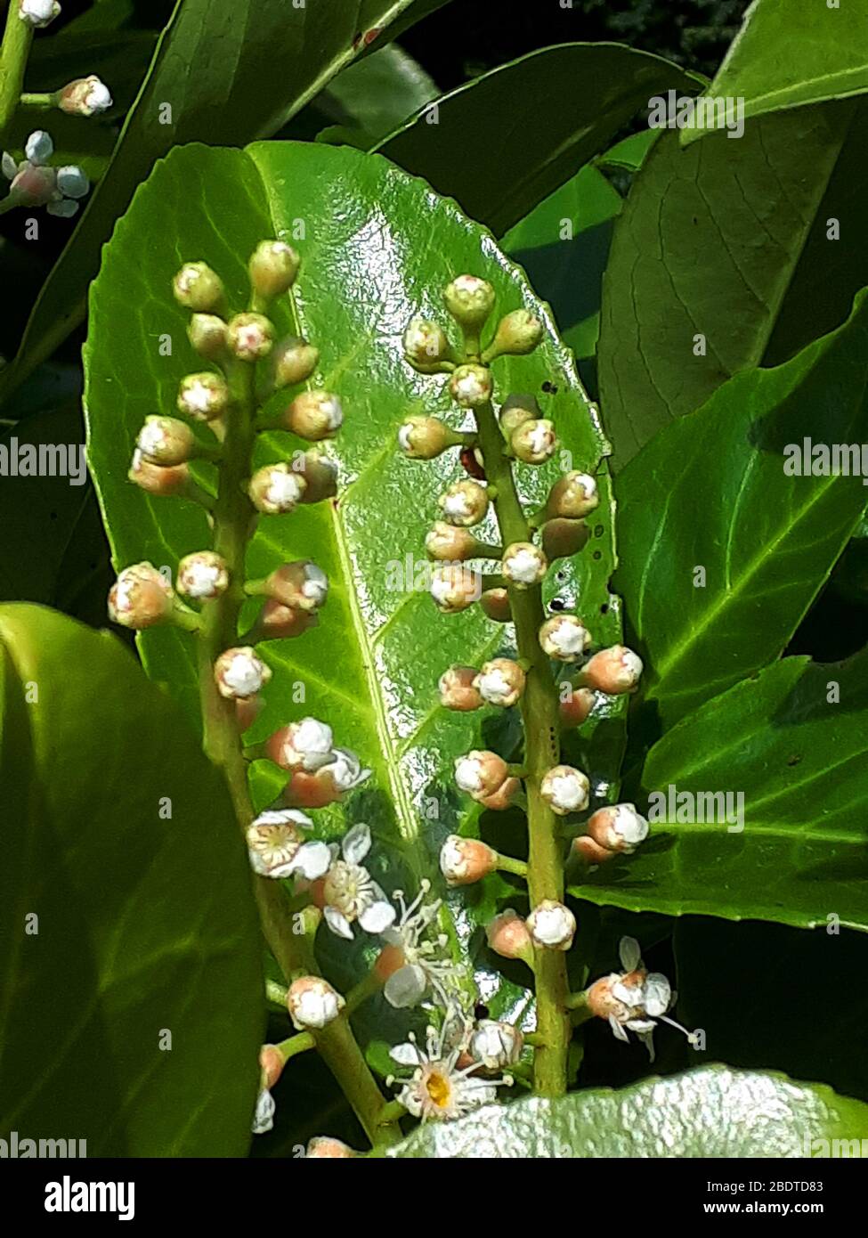 Uno dei primi fiori di primavera nel nord Inghilterra.questo fiore laurale è pericoloso mortale come tutte le parti di questa popolare pianta di copertura sono velenose Foto Stock