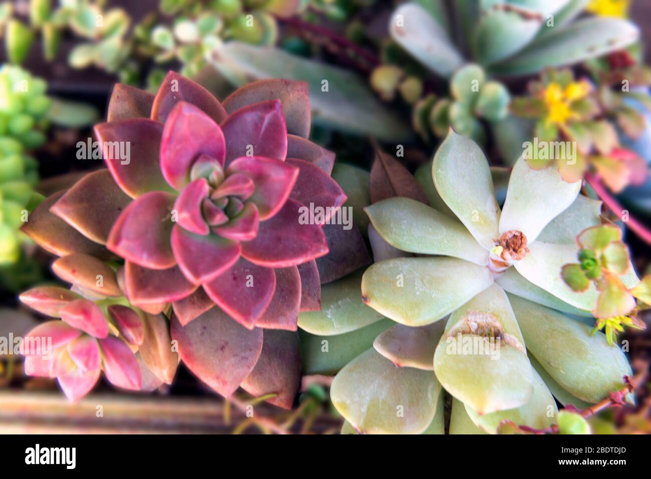 Colorate Piante succulente Foto Stock