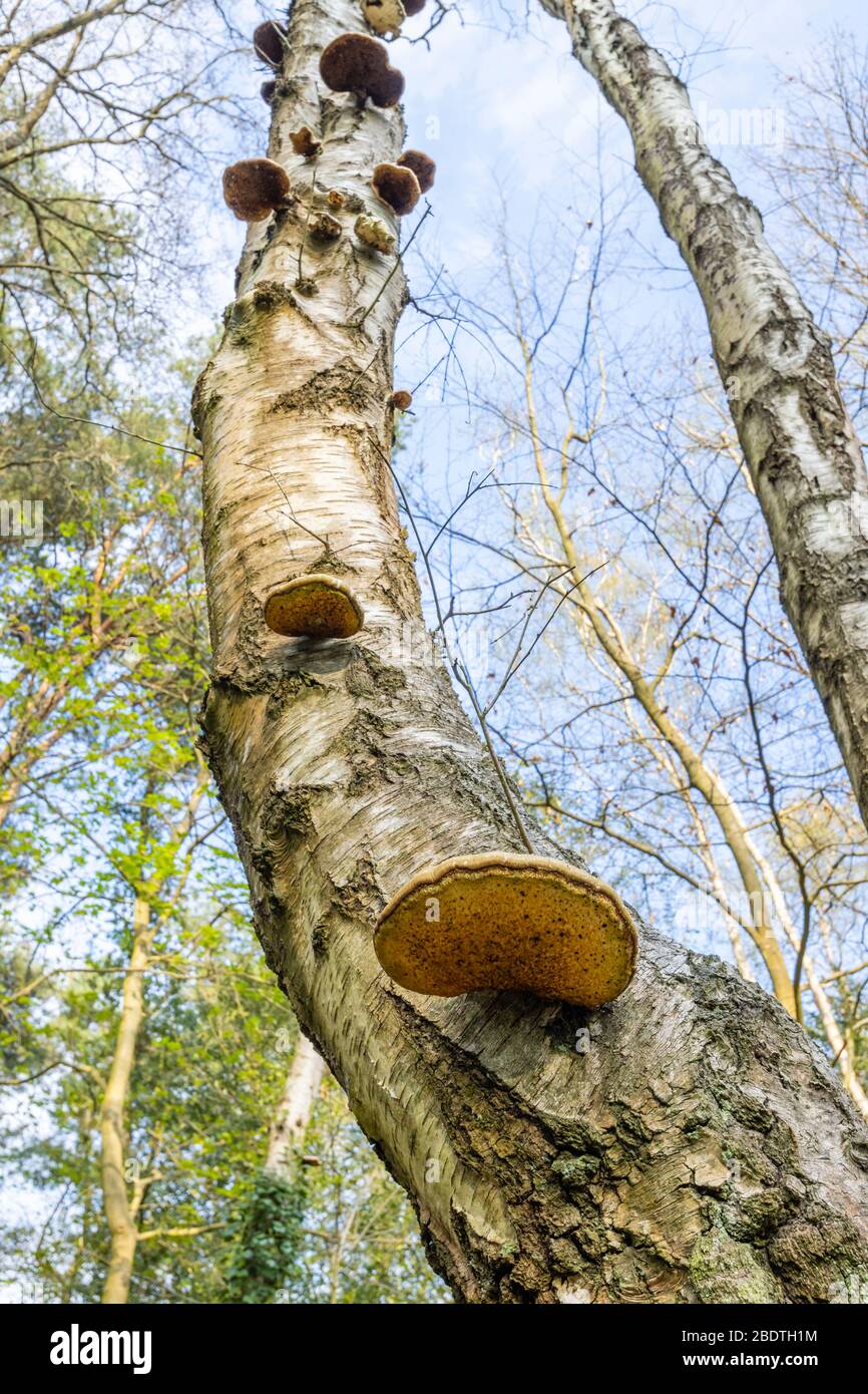 Il fungo della staffa del polifore della betulla (Fomitopsis betulina) che cresce dal tronco di un betulla d'argento morente (Betula pendula) albero nei boschi in Surrey, Regno Unito Foto Stock