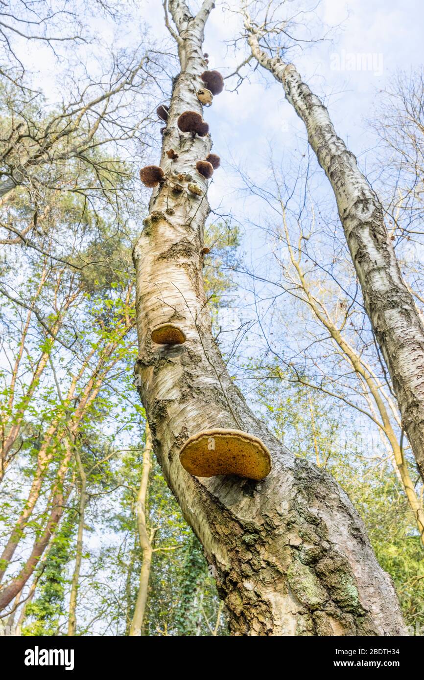 Il fungo della staffa del polifore della betulla (Fomitopsis betulina) che cresce dal tronco di un betulla d'argento morente (Betula pendula) albero nei boschi in Surrey, Regno Unito Foto Stock