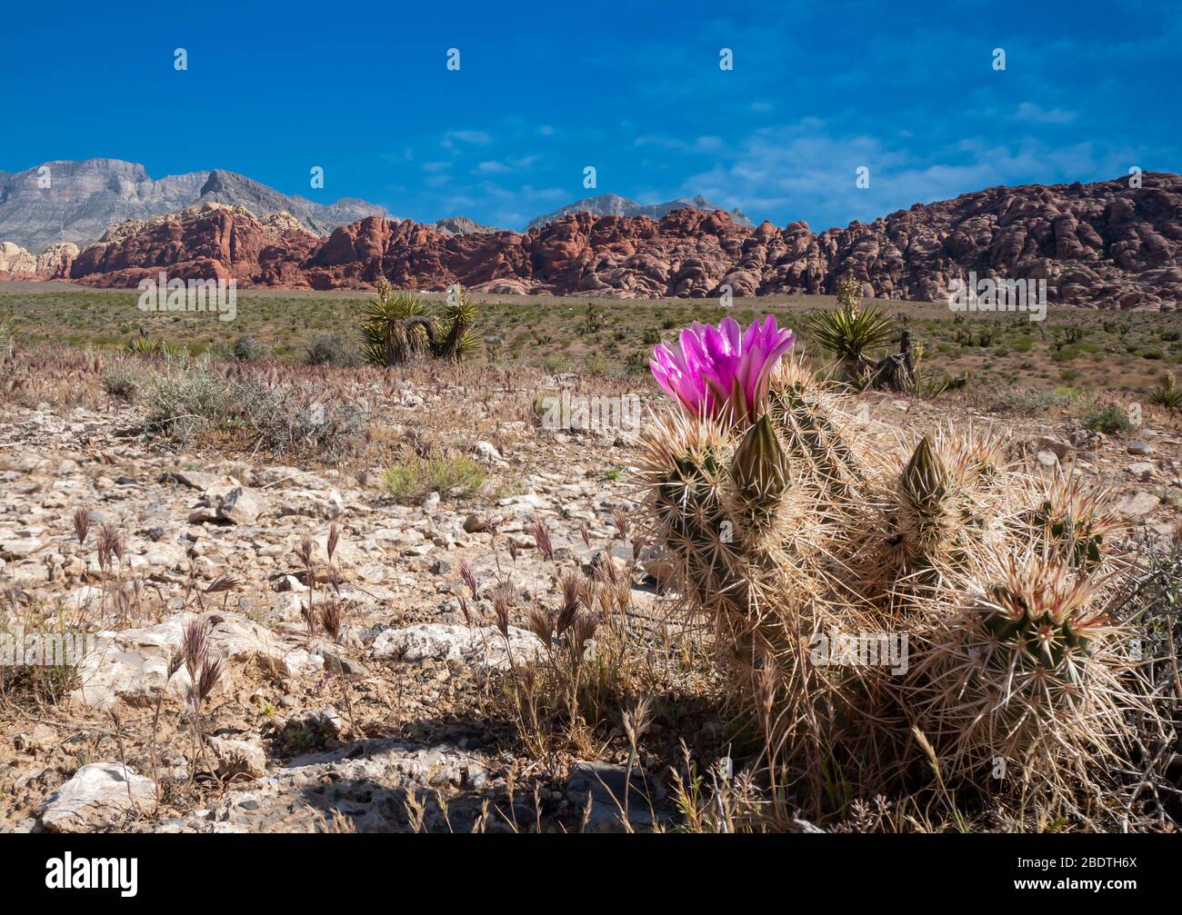 Cactus hedgehog rosa brillante (Echinocereus engelmannii) fiorente con uno sfondo di deserti e formazioni rocciose rosse Foto Stock