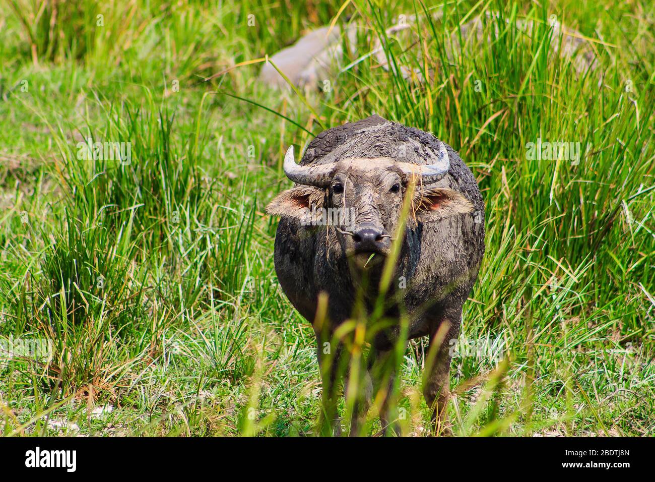 Bufalo d'acqua in piedi su erba verde guardando una macchina fotografica Foto Stock