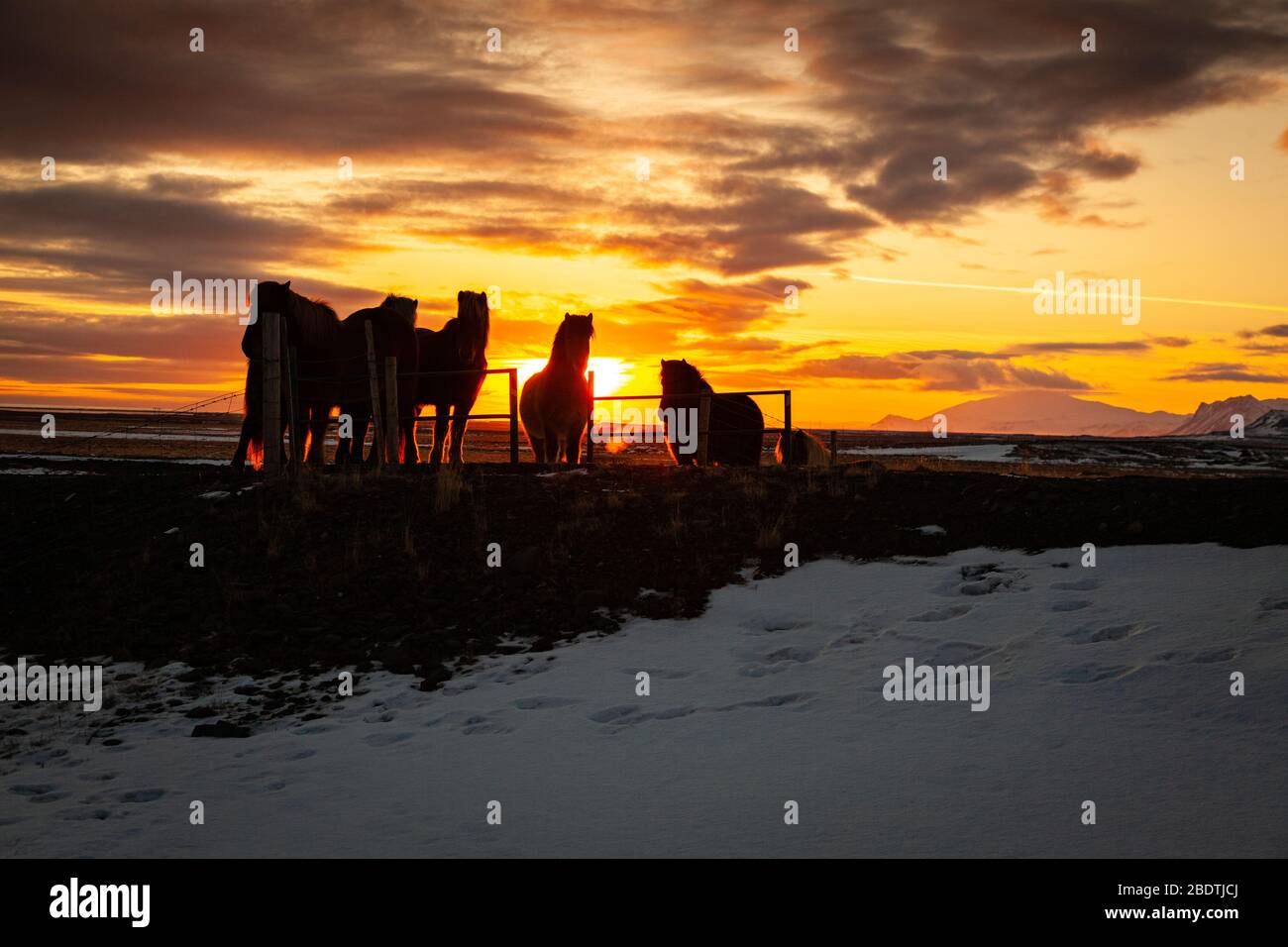Cavalli islandesi (Equus ferus caballus) al tramonto nel paesaggio islandese, Islanda Foto Stock