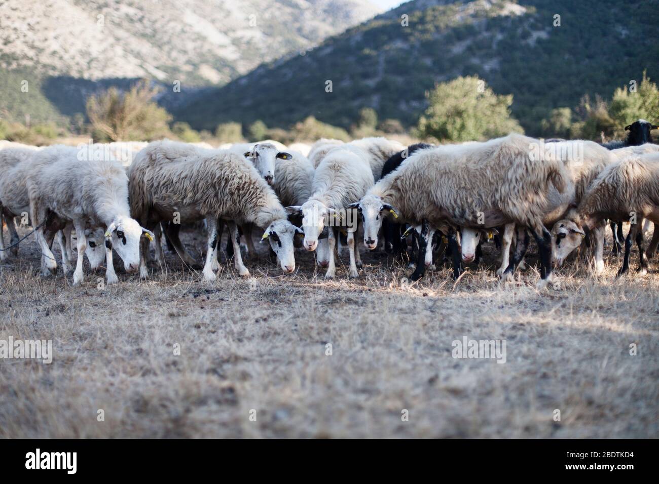 Gregge di pecore nelle montagne di Creta, Grecia. Foto Stock
