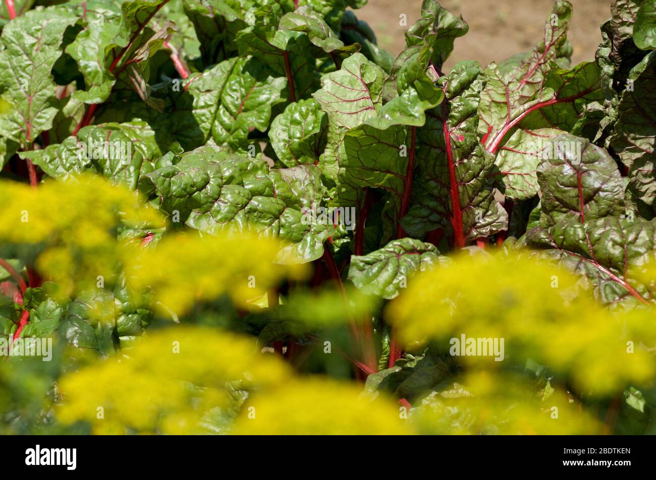 La coltivazione di bietole in una piccola fattoria Foto Stock