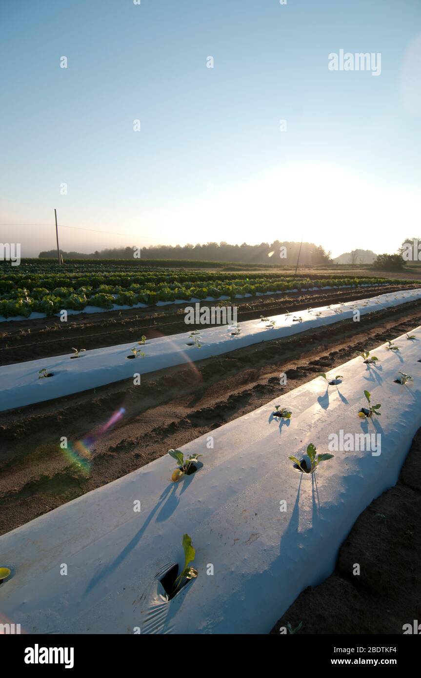 File di verdure piantate di recente su una piccola fattoria Foto Stock