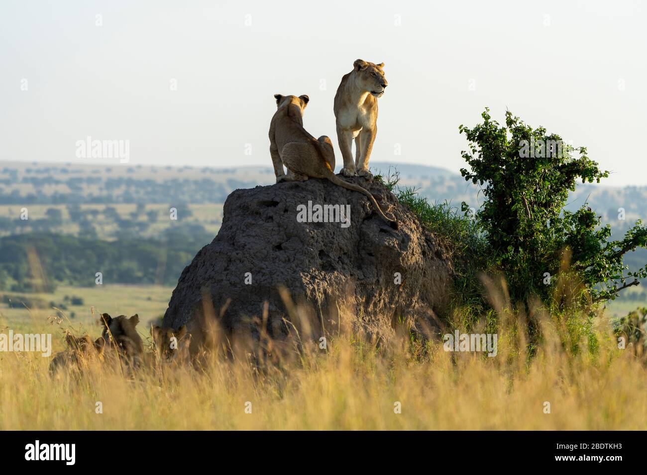 nella luce del mattino presto, un gruppo di leoni guarda i dintorni Foto Stock