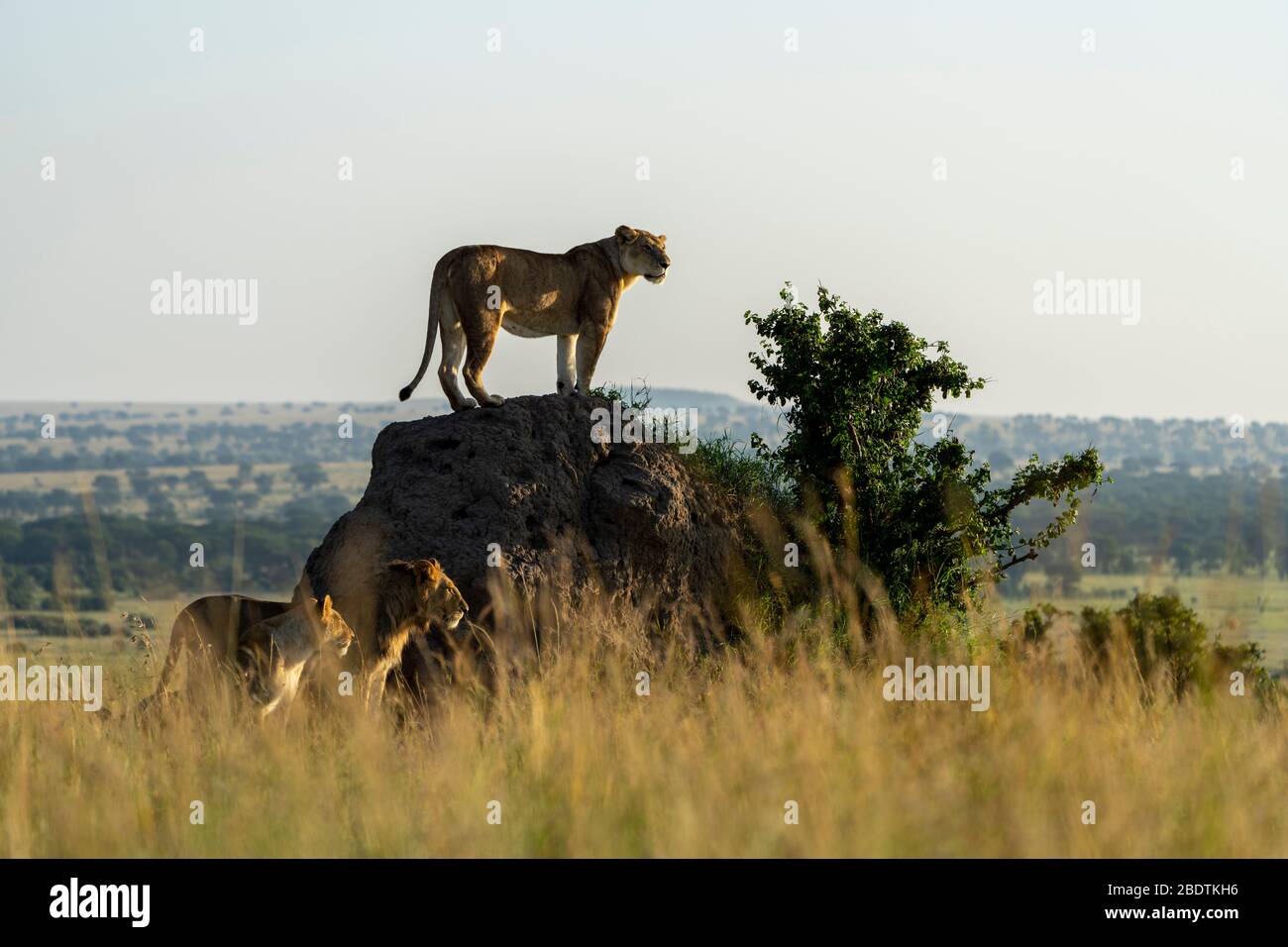 nella luce del mattino presto, un gruppo di leoni guarda i dintorni Foto Stock