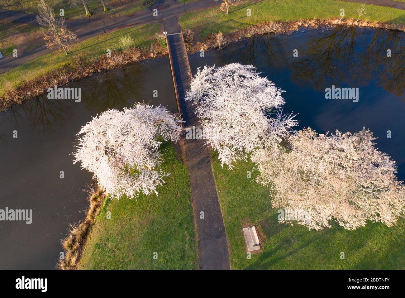 Vista aerea di ciliegi rosa chiaro in piena fioritura che circonda un lago blu. Foto Stock