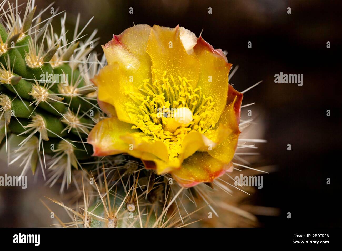 Un fiore giallo fiorito su un cactus nel deserto di Anza Borrego nella California meridionale. Foto Stock