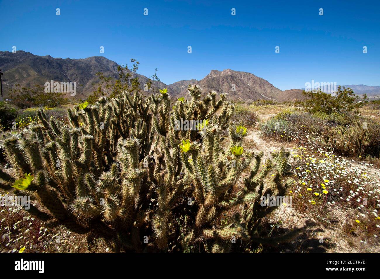 Paesaggio di un cactus e montagne nel deserto di Anza Borrego nella California meridionale. Foto Stock