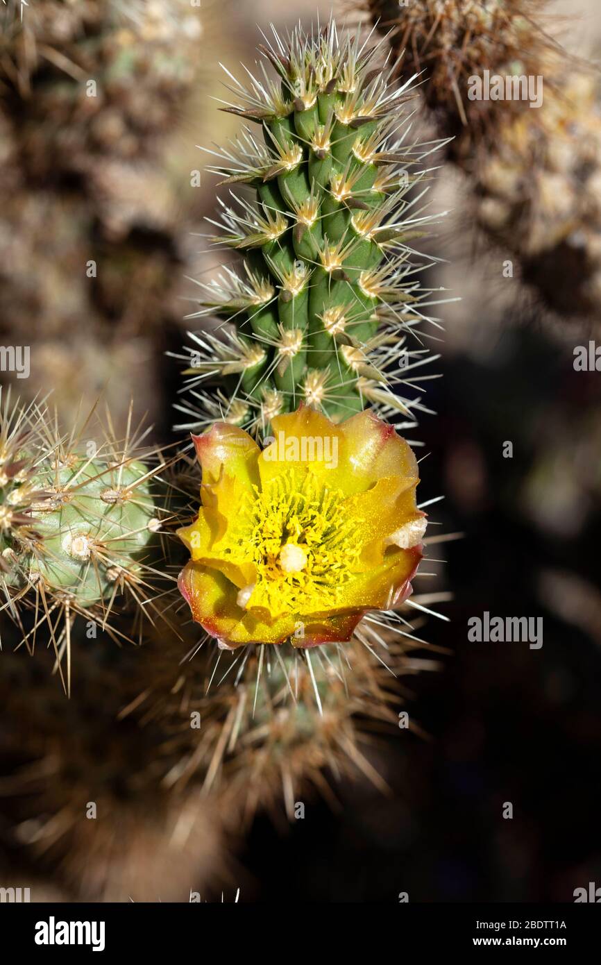 Macro primo piano di un fiore giallo su un cactus nel deserto di Anza Borrego nella California meridionale. Foto Stock