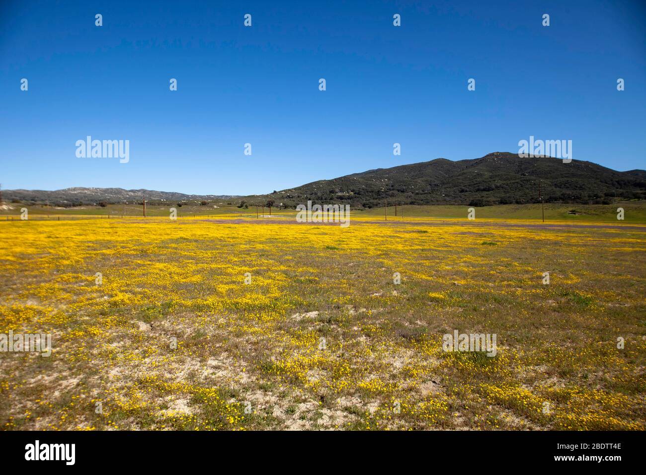 Un grande campo di fiori nel deserto di Anza Borrego nella California del Sud. Foto Stock