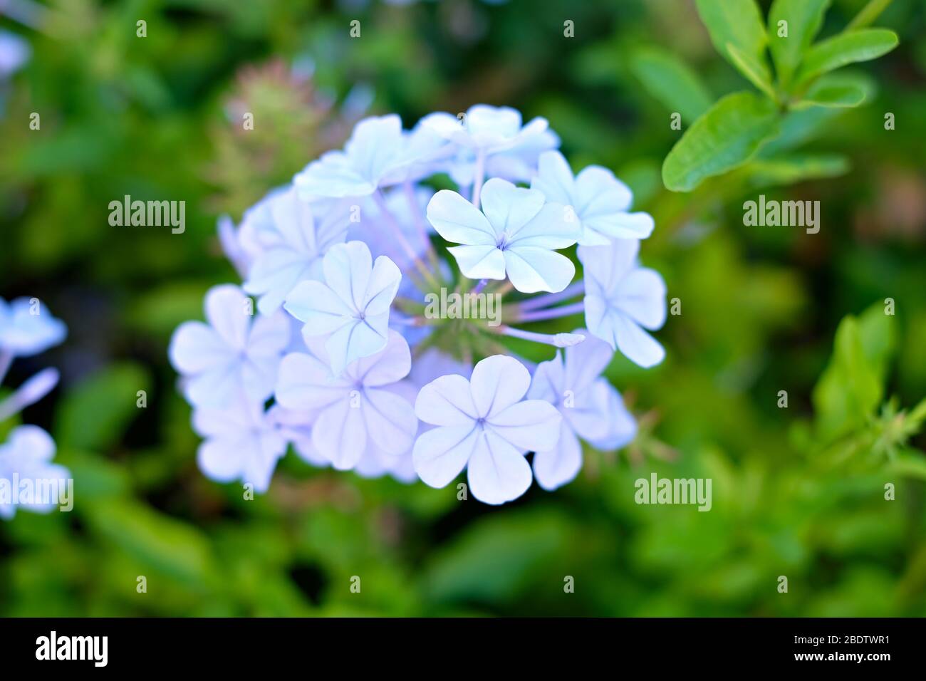 Fiori blu pallido su sfondo floreale verde tenue, centrato. Foto Stock