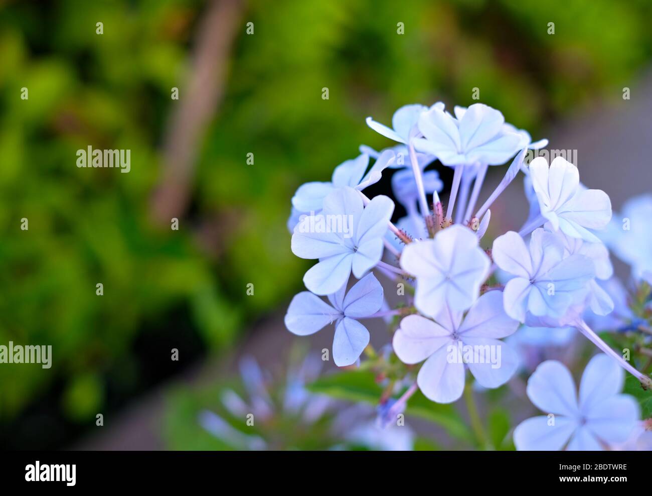 Delicati fiori blu su sfondo floreale verde. Foto Stock