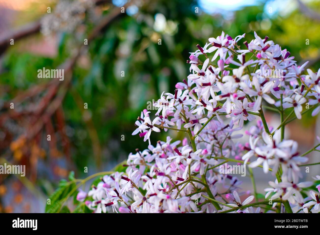 Fiori di putple pallido su sfondo floreale verde morbido. Foto Stock