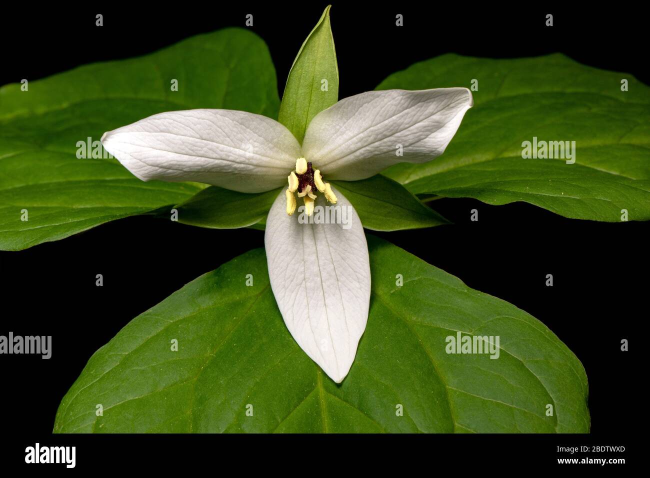 Primo piano del fiore bianco Trillium - Pigah National Forest, Brevard, North Carolina, USA Foto Stock