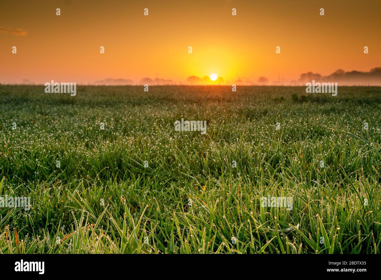 Bella alba nei Paesi Bassi con un'ampia vista sui campi appannati e un bel sole arancione sullo sfondo Foto Stock