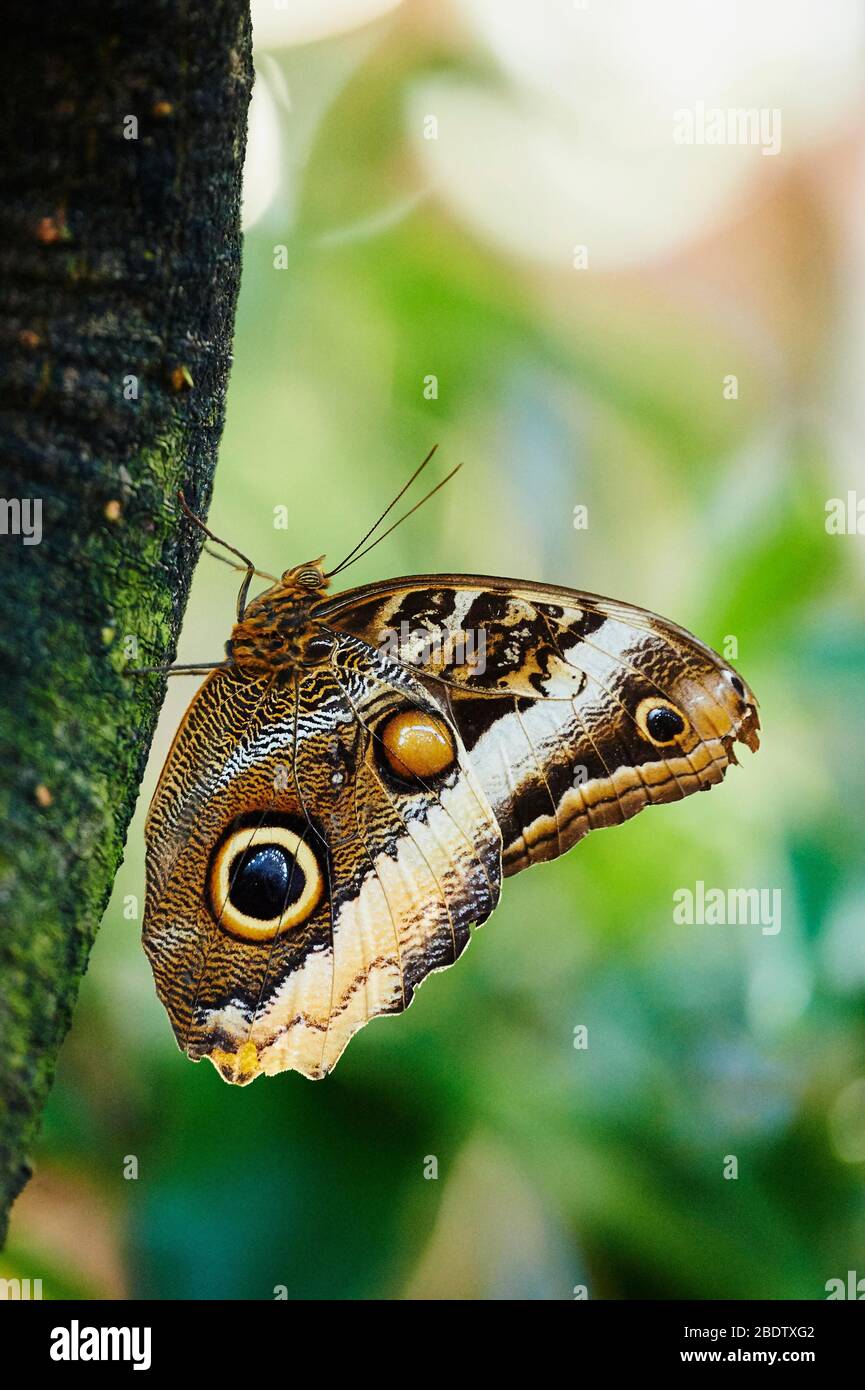 Gufo gigante della foresta (Caligo eurilochus), farfalla seduta su un tronco di albero, Germania Foto Stock