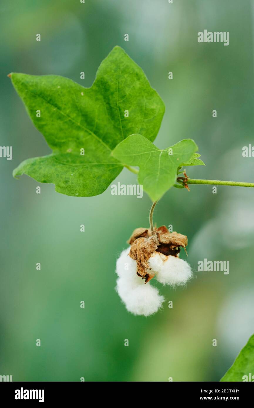 Cotone Levant (Gossypium herbaceum), capsula matura con cotone, Germania Foto Stock