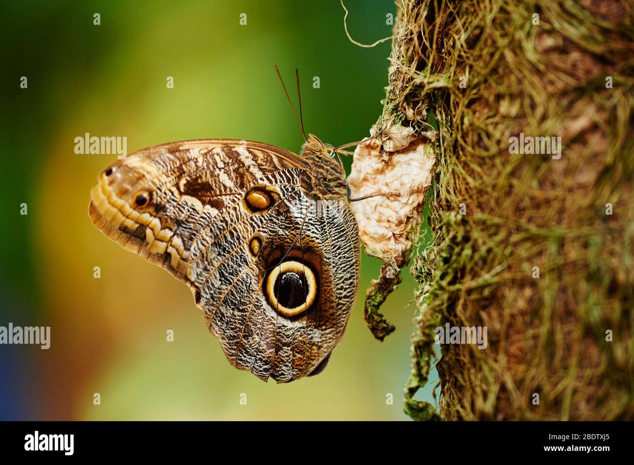 Gufo gigante della foresta (Caligo eurilochus), farfalla seduta su un tronco di albero, Germania Foto Stock