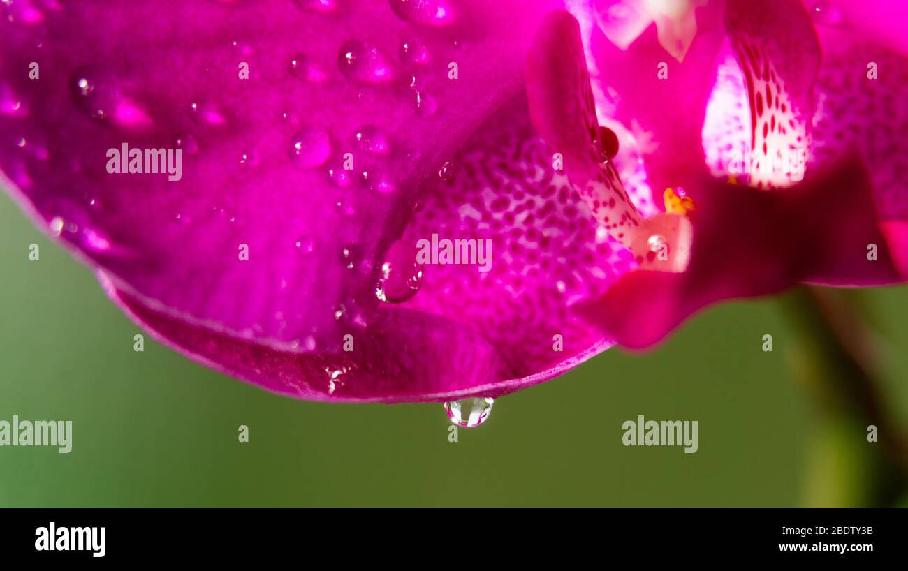 Gocce d'acqua su un'orchidea rosa - macro Foto Stock
