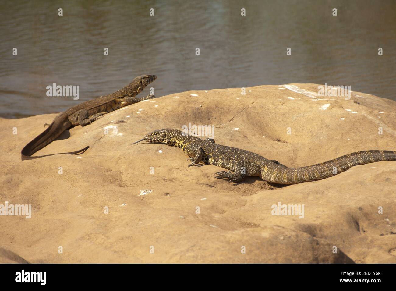 Coppia di Lizards di monitoraggio del Nilo, Varanus niloticus, sulle rocce dal fiume, Parco Nazionale di Kruger, provincia di Mpumalanga, Sudafrica, Africa Foto Stock