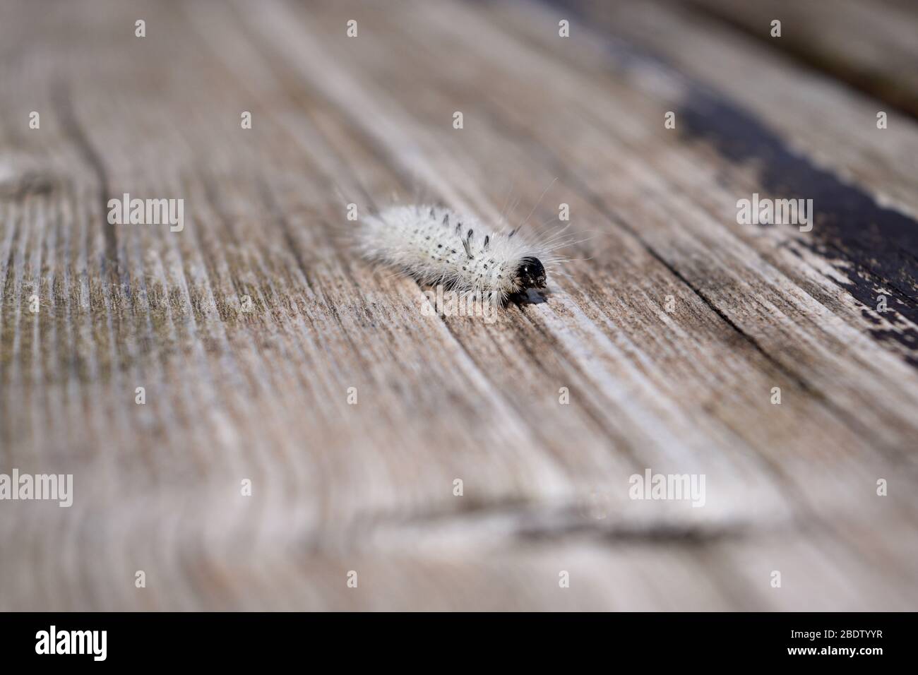 brughiera in noce candido. Insetto che può causare reazioni allergiche cutanee, eruzione cutanea, prurito e gonfiore. Foto Stock