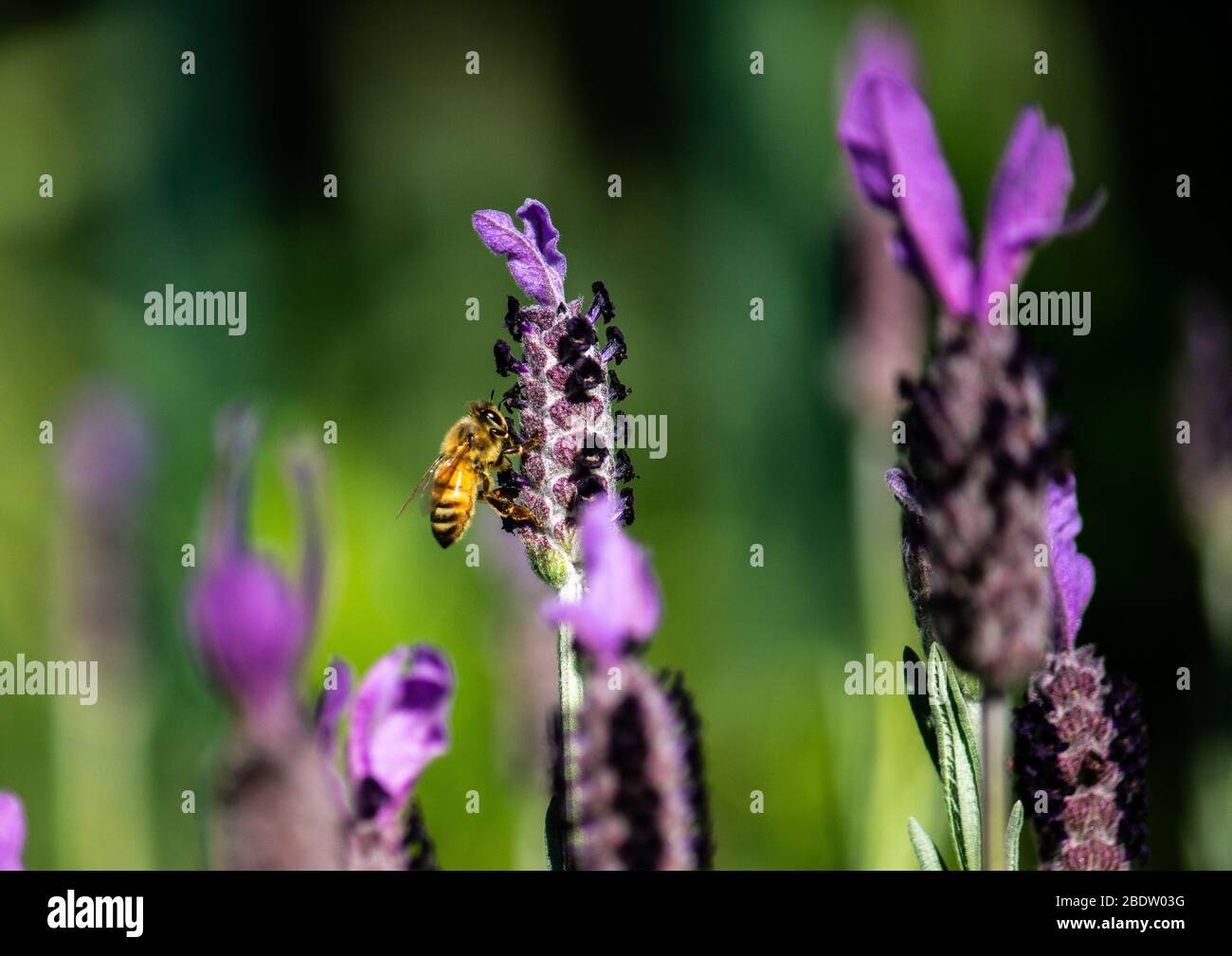 Primo piano raccolta di api miele nettare da fiore di lavanda viola Foto Stock