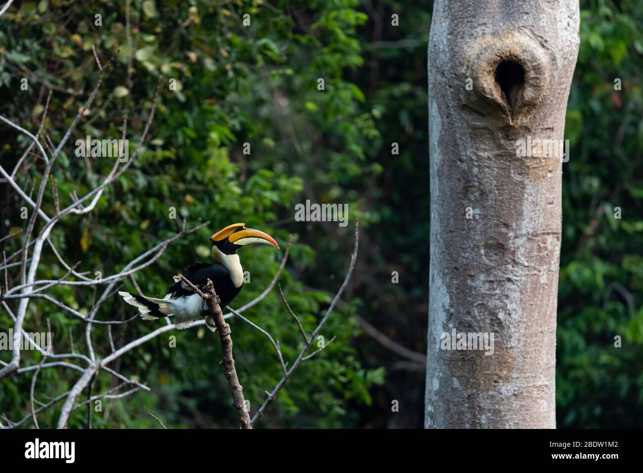 Adulto maschio Great Hornbill (Baderos bicornis) Foto Stock