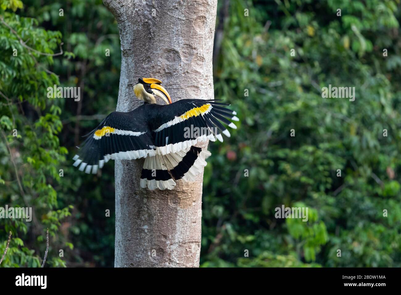 Il maschio adulto Great Hornbill (Buceros bicornis) sta alimentando la femmina all'interno del nesthole Foto Stock