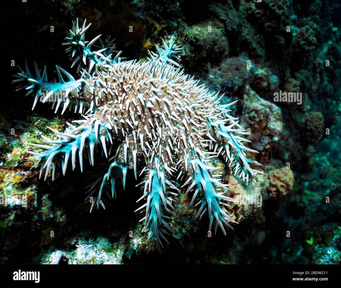 Corona di spine stella di mare (Acanthaster planci) che alimenta