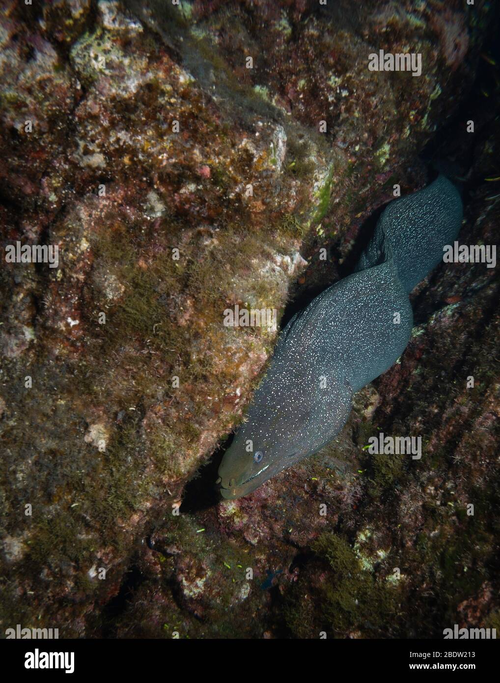 Un'anguilla verde panamica (gymothorax castaneus) nuota lungo una barriera corallina rocciosa, Revillagigedo Islands, Messico, Oceano Pacifico orientale, colore Foto Stock