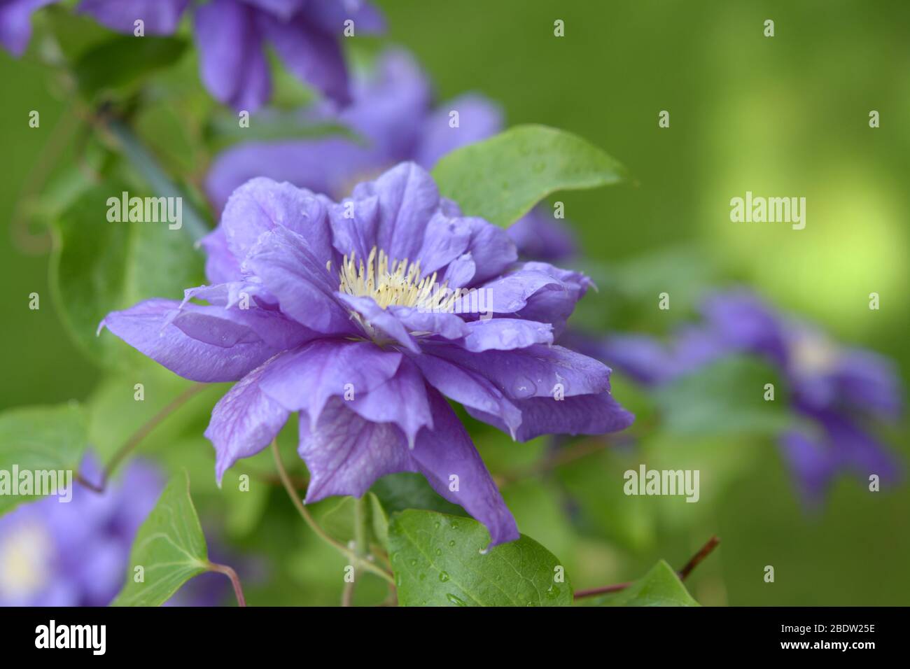Clematis viola che fiorisce nel giardino di giorno Foto Stock