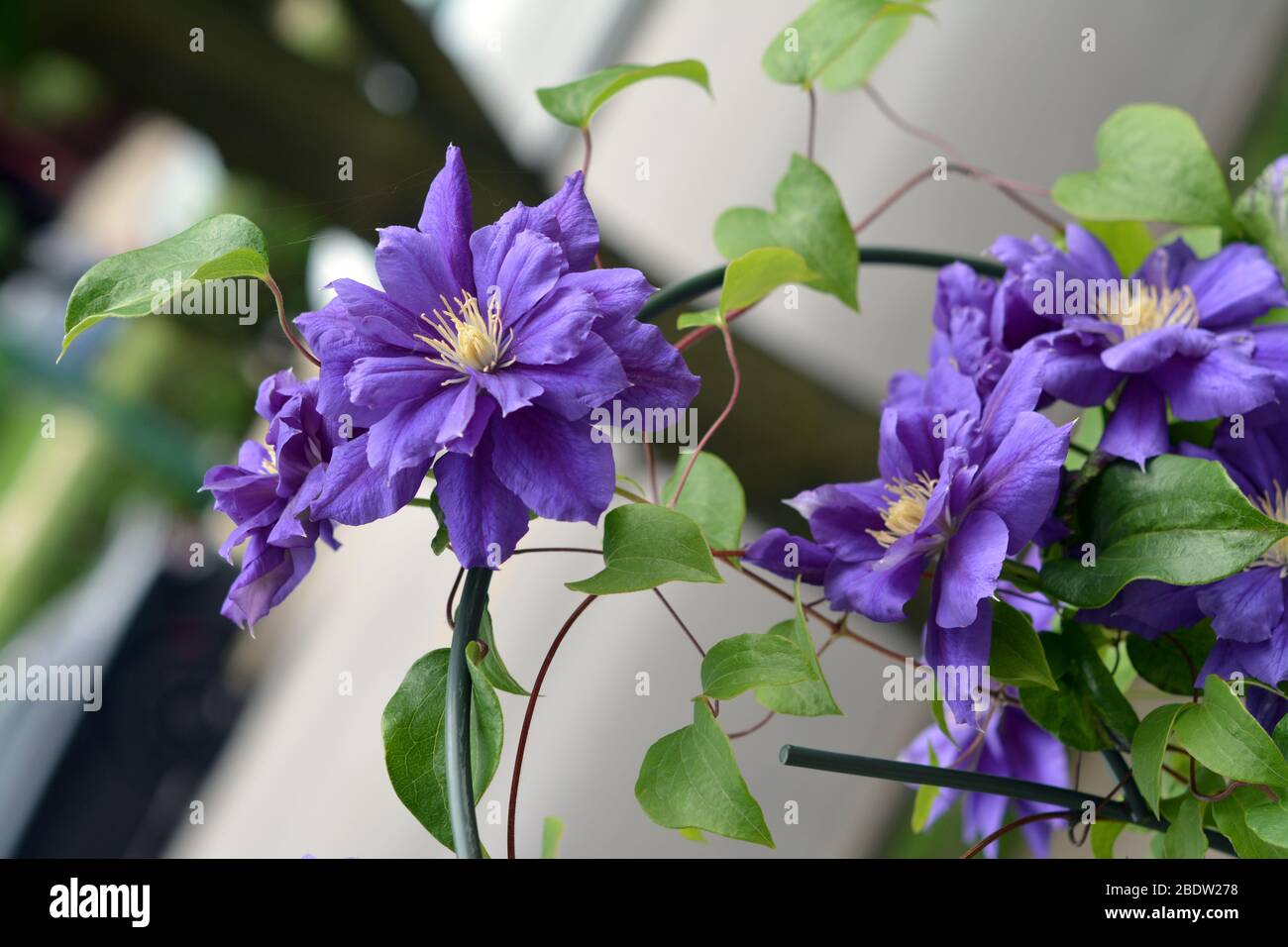 Clematis viola che fiorisce nel giardino di giorno Foto Stock