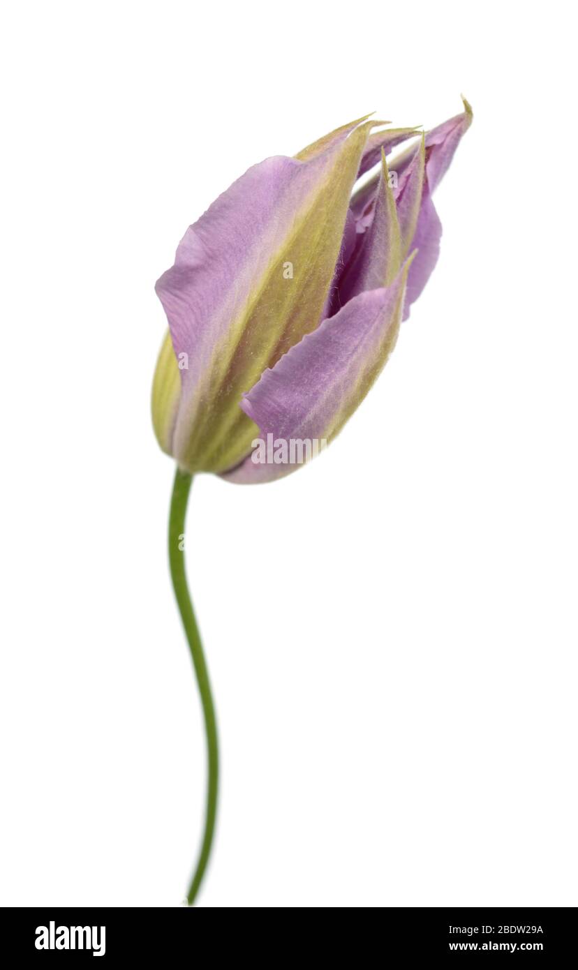 Bella clematis rosa isolato su sfondo bianco Foto Stock