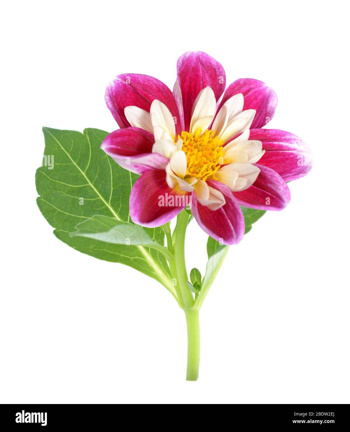 due tonalità bianco e rosso fiore dahlia isolato su sfondo bianco Foto Stock