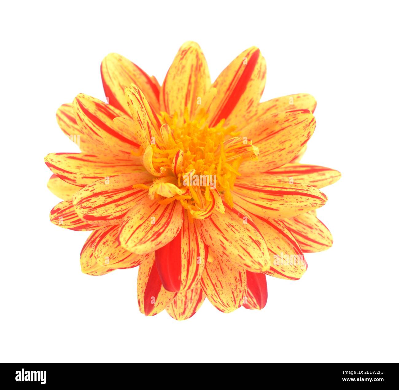 Due tonalità rosso e giallo fiore dahlia isolato su sfondo bianco Foto Stock